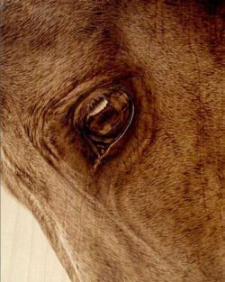 A horse's eye reflects scenery in this photorealistic wood burning portrait by Julie Bender