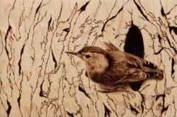 Photorealistic wood burning art of a bird by Julie Bender