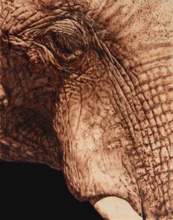 Photorealistic portrait of an elephant by wood burning artist Julie Bender