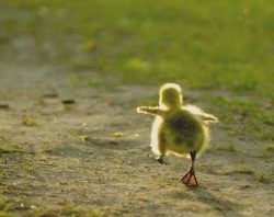 A cute and inspirational photograph of a tiny little duckling making its way in the world