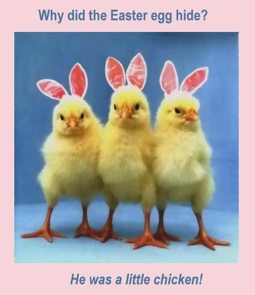 easter egg hunt little chicken funny picture humor fun bunny