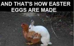 how easter eggs are made bunny humping chicken chocolate funny
