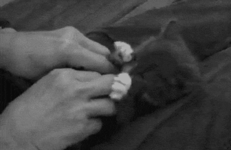 A cute kitten gets a surprise tickle in this funny gif animation