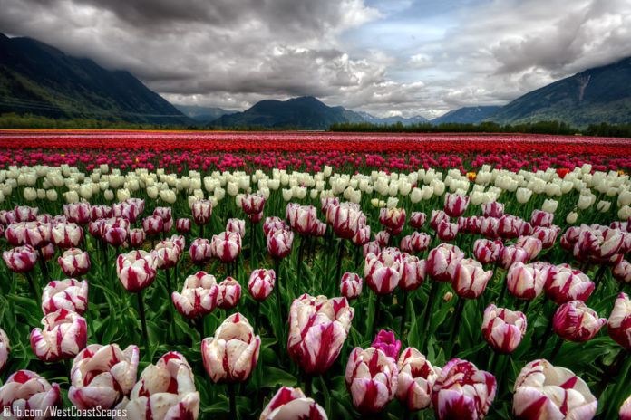 field of pink tulip flowers beautiful landscape photography art print for sale buy online