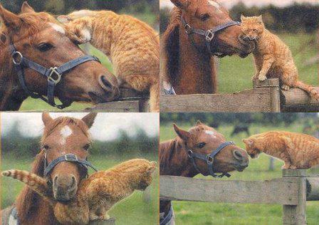 cat and horse friends cute relationship inspirational picture image animals pets