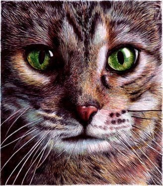 A photorealistic drawing in ballpoint pen by Samuel Silva of a green eyed forest cat