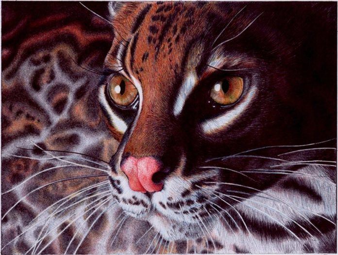 A photorealistic drawing in ballpoint pen by Samuel Silva of a wild margay cat