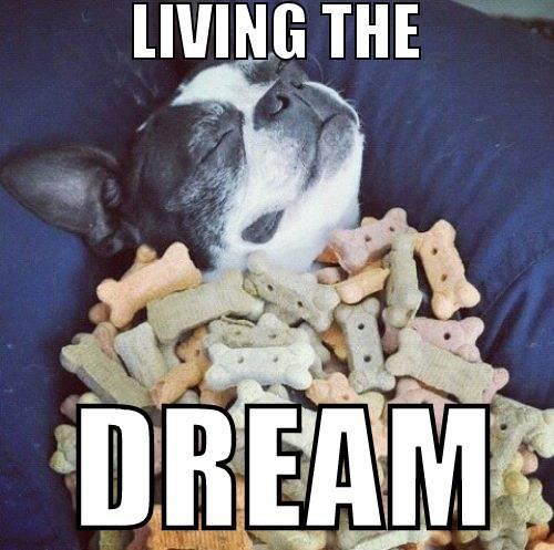 An inspirational picture quote of a cute pug dog under a blanket of biscuits