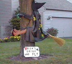 A funny halloween picture of a witch who has crashed into a tree while flying on her broomstick