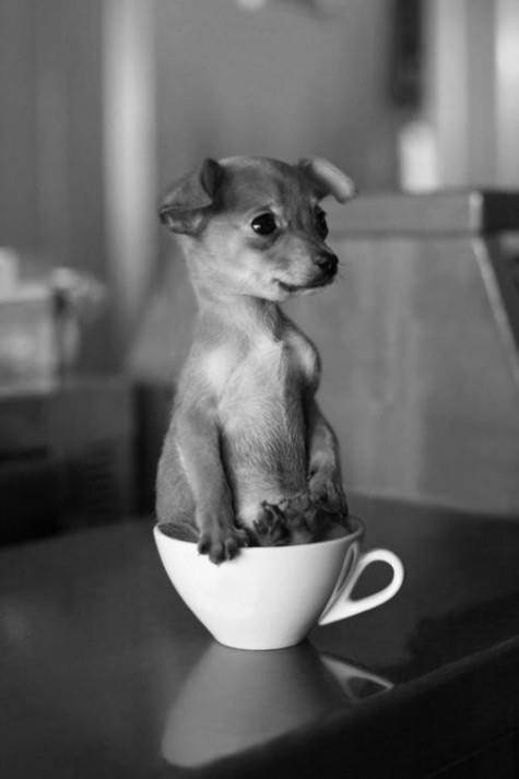 A cute picture of a puppy in a teacup