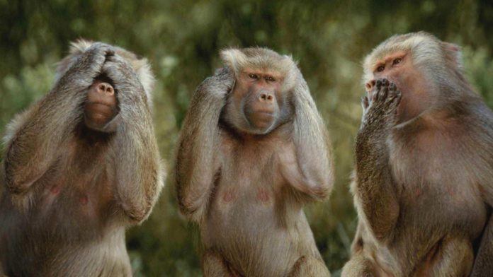 Three baboons performing see no evil, hear no evil, say no evil