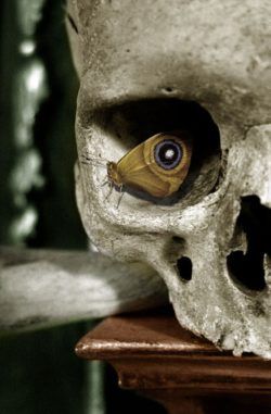 A butterfly perches in the eye socket of a human skull, creating the illusion of an eye