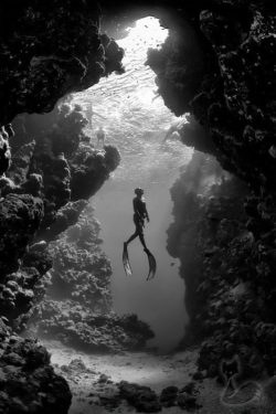 A beautiful black and white photograph of a diver among coral