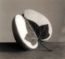 A clever photographer has combined and apple and an ivy leaf in this beautiful black and white photo