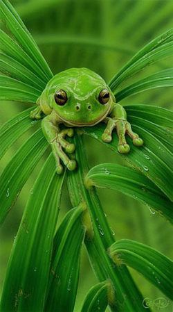 Perfect moment caught on camera of a green frog on a green leaf
