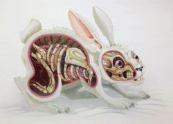 Austrian artist Nychos dissects a white rabbit with his macabre cartoon style