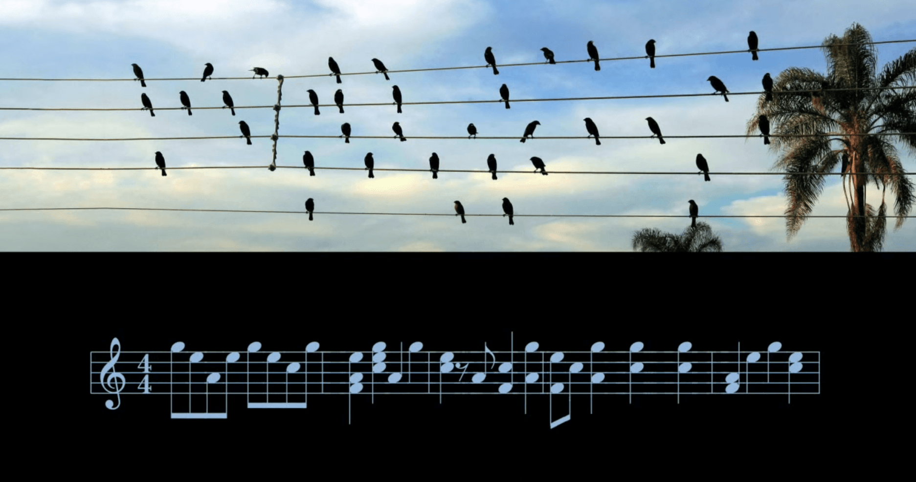Песни птицы живых. Птички на проводах. Ритм в природе. Птицы сидят на проводах. Ритм музыкальный.