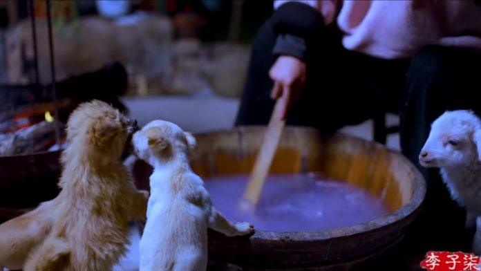 During the dyeing process, Liziqui is aided by her little lamb and several puppies