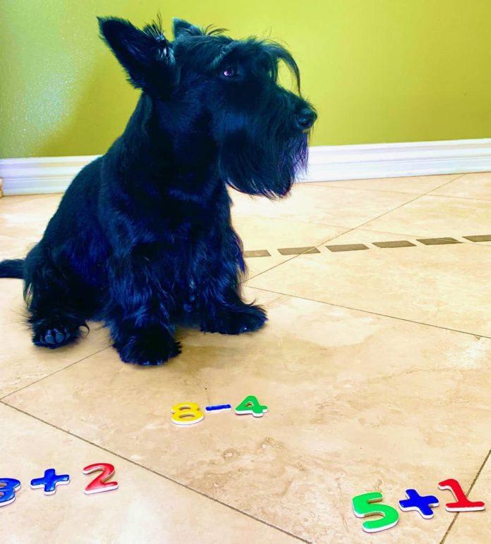 Handsome Stewie the math dog is a Scottish terrier who can count and do addition and subtraction