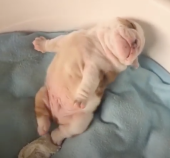 A chubby bulldog puppy wakes up after a good sleep and stretches in his comfortable bed