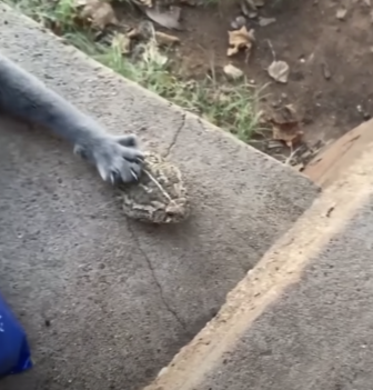 This still taken from the funny YouTube video shows a cat reaching out a clawed paw to boop a toad on its back